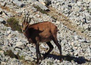 Chamois